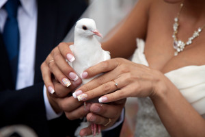 Голуби на свадьбу
